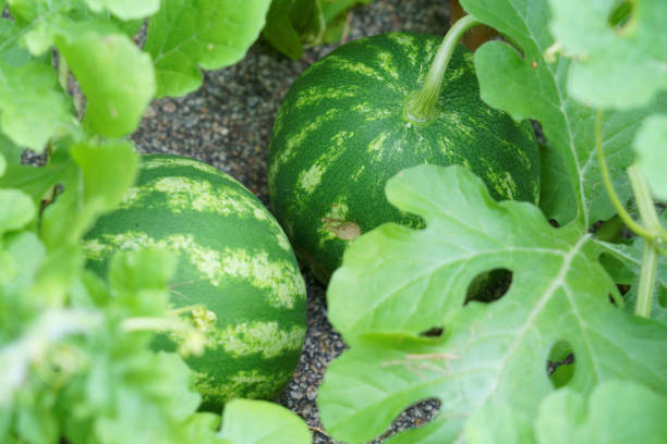 istock close up on watermelon growing in the home garden 1910955996