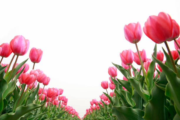 istock Spring blooming tulip field. Flowers tulips,  Spring floral background. 1910960695