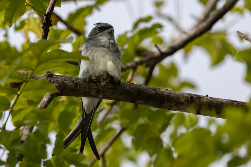 Nature wildlife image of Grey-rumped Treeswift perching on tree branch