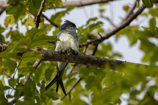 Nature wildlife image of Grey-rumped Treeswift perching on tree branch