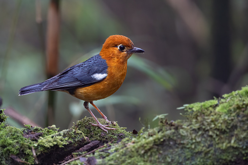 Nature wildlife image of uncommon resident bird Orange-headed thrush in Sabah, Borneo