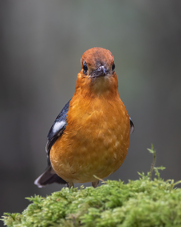 Nature wildlife image of uncommon resident bird Orange-headed thrush in Sabah, Borneo