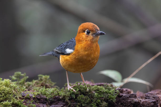 Nature wildlife image of uncommon resident bird Orange-headed thrush in Sabah, Borneo Nature wildlife image of uncommon resident bird Orange-headed thrush in Sabah, Borneo orange headed thrush bird stock pictures, royalty-free photos & images