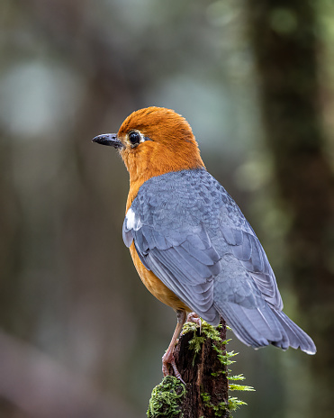 Nature wildlife image of uncommon resident bird Orange-headed thrush in Sabah, Borneo