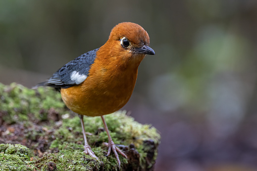 Nature wildlife image of uncommon resident bird Orange-headed thrush in Sabah, Borneo