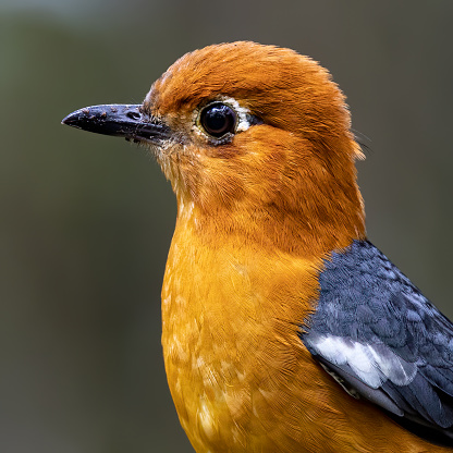 Nature wildlife image of uncommon resident bird Orange-headed thrush in Sabah, Borneo