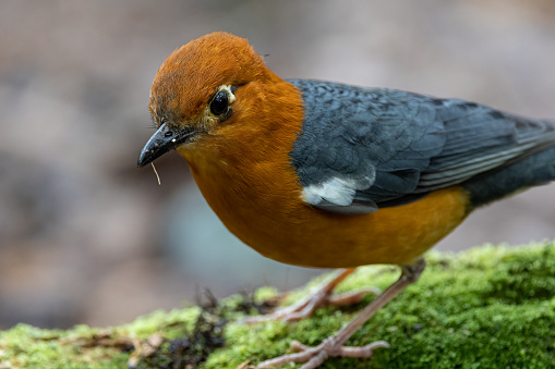 Nature wildlife image of uncommon resident bird Orange-headed thrush in Sabah, Borneo