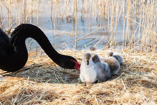 Black Swan and Newborn Little Swan