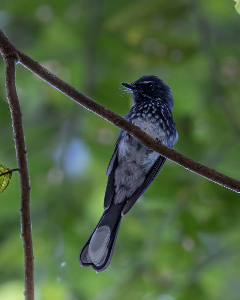 istock A White-spotted Fantail sitting on a branch on a tree 1911005722