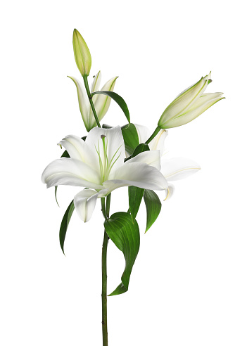 single white lily on white background