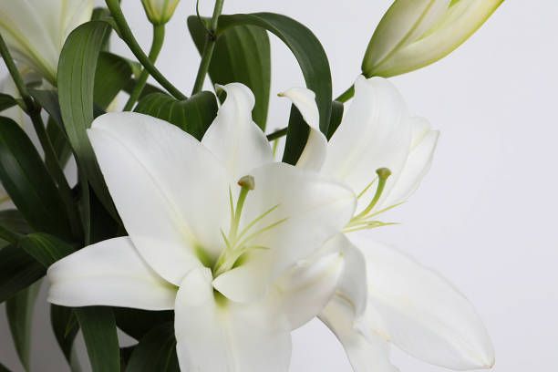 istock Beautiful lily flowers on white background, closeup 1911007308