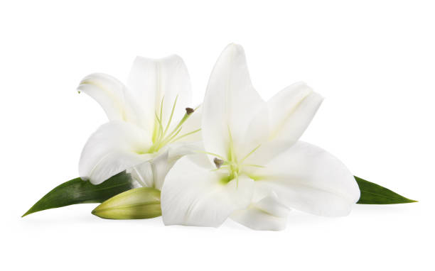 istock Beautiful fresh lily flowers isolated on white 1911007312