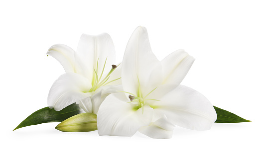 White Lily isolated on white background.