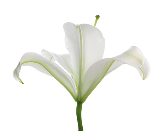 istock Beautiful fresh lily flower isolated on white 1911007319