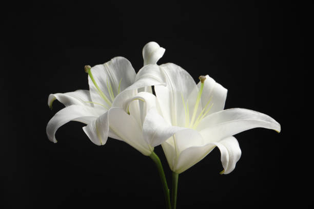 istock Beautiful white lily flowers on black background, closeup 1911007320