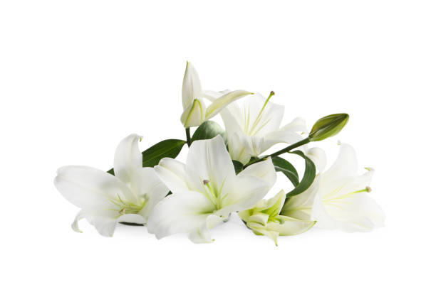 istock Beautiful fresh lily flowers isolated on white 1911007323