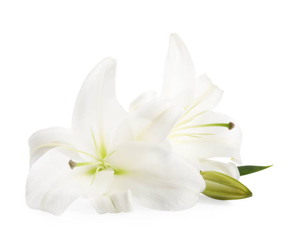 istock Beautiful fresh lily flowers isolated on white 1911007832