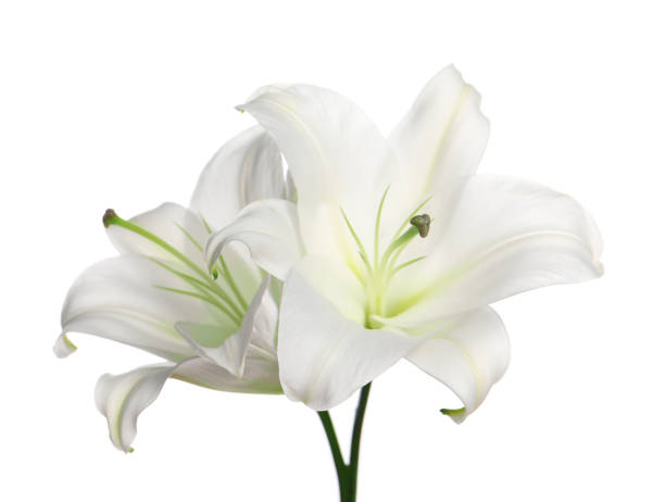 istock Beautiful fresh lily flowers isolated on white 1911007844