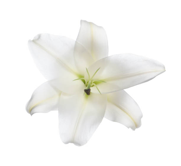 istock Beautiful fresh lily flower isolated on white 1911007855