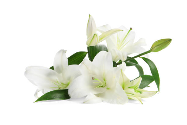 istock Beautiful fresh lily flowers isolated on white 1911007857