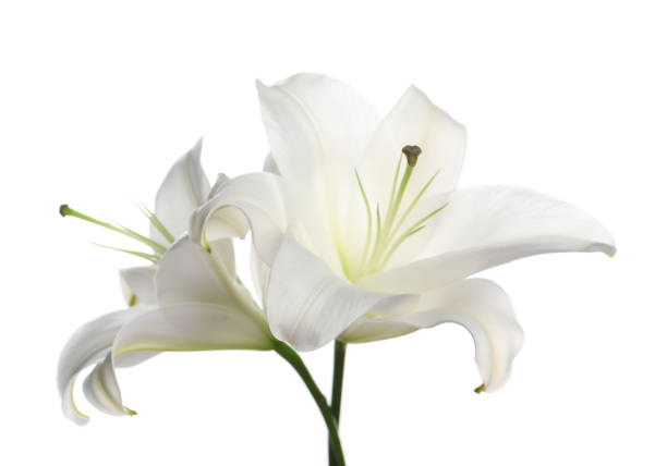 istock Beautiful fresh lily flowers isolated on white 1911008365
