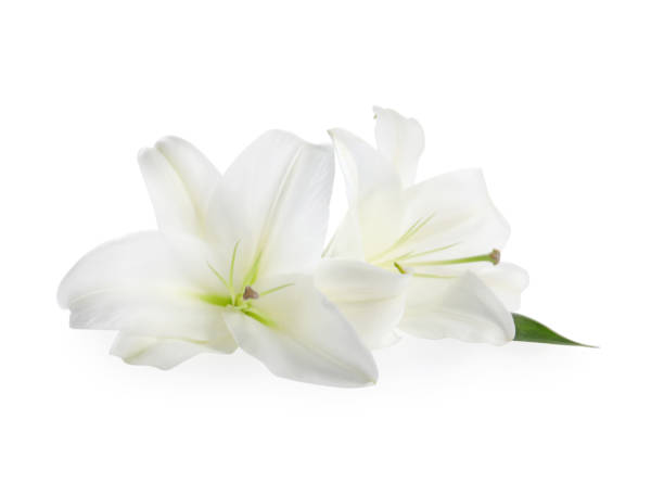 istock Beautiful fresh lily flowers isolated on white 1911008367