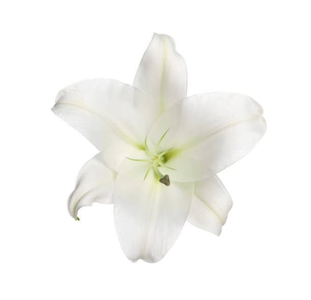 istock Beautiful fresh lily flower isolated on white 1911008383