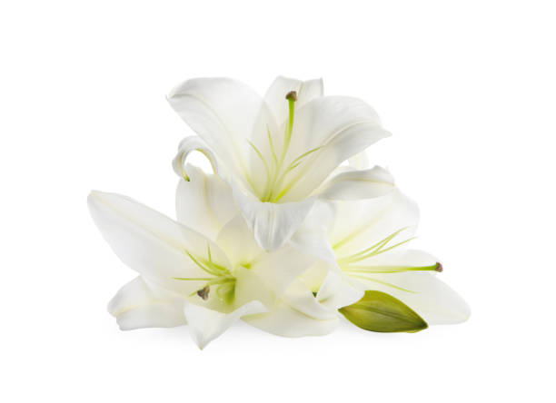 istock Beautiful fresh lily flowers isolated on white 1911008897