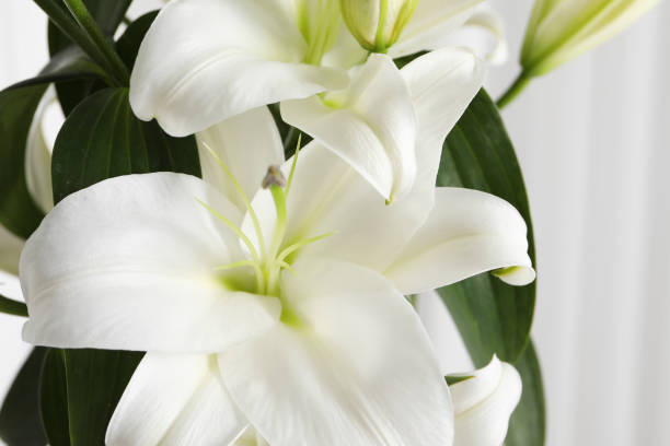 istock Beautiful lily flowers on white background, closeup 1911008900