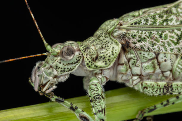 istock Amazing and unique wildlife katydid found on deep jungle forest in Sabah, Borneo 1911008906