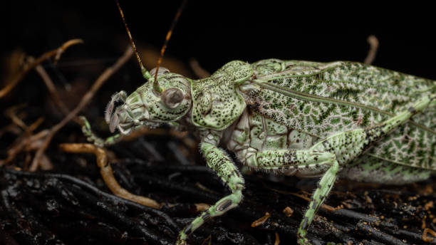 istock Amazing and unique wildlife katydid found on deep jungle forest in Sabah, Borneo 1911008910