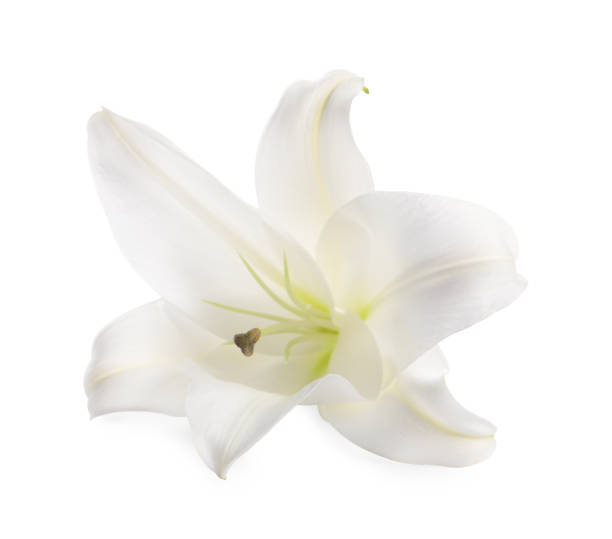 istock Beautiful fresh lily flower isolated on white 1911009447