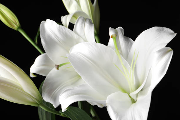 istock Beautiful white lily flowers on black background, closeup 1911009451