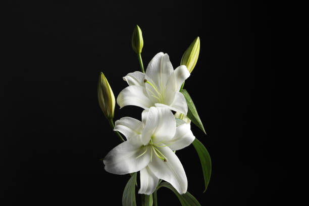 istock Beautiful white lily flowers on black background 1911009978