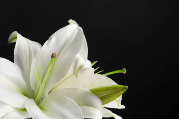 istock Beautiful white lily flowers on black background, closeup. Space for text 1911009990