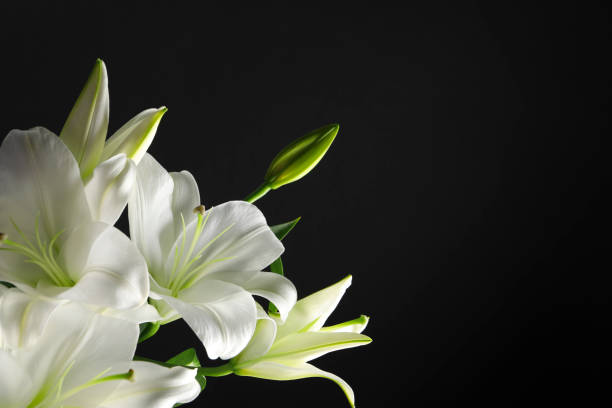 istock Beautiful white lily flowers on black background, space for text 1911010082