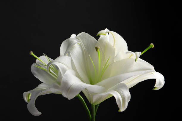 istock Beautiful white lily flowers on black background, closeup 1911010501