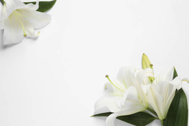 istock Beautiful lily flowers on white background, flat lay. Space for text 1911010512
