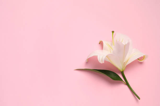 istock Beautiful white lily flower on pink background, top view. Space for text 1911010517