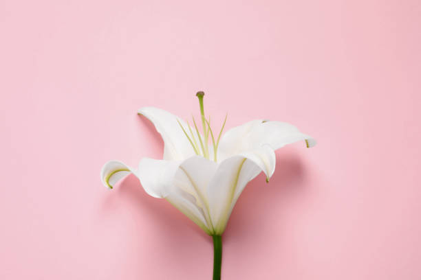istock Beautiful white lily flower on pink background, top view 1911010519