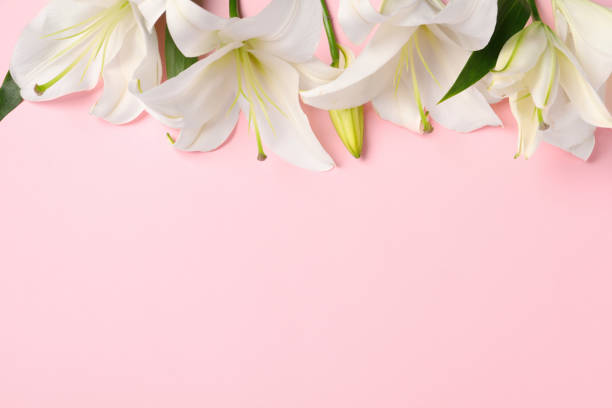 istock Beautiful white lily flowers on pink background, flat lay. Space for text 1911011029