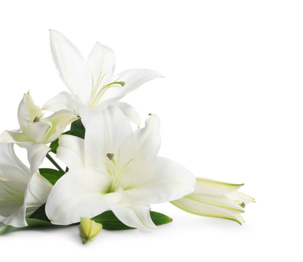 istock Beautiful fresh lily flowers isolated on white 1911011040