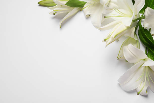 istock Beautiful lily flowers on white background, flat lay. Space for text 1911011564