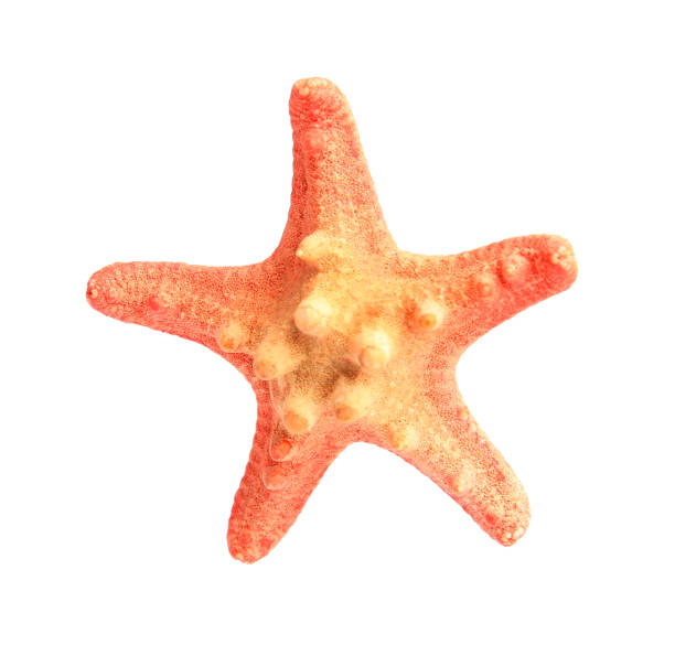 istock Beautiful sea star (starfish) isolated on white 1911018839