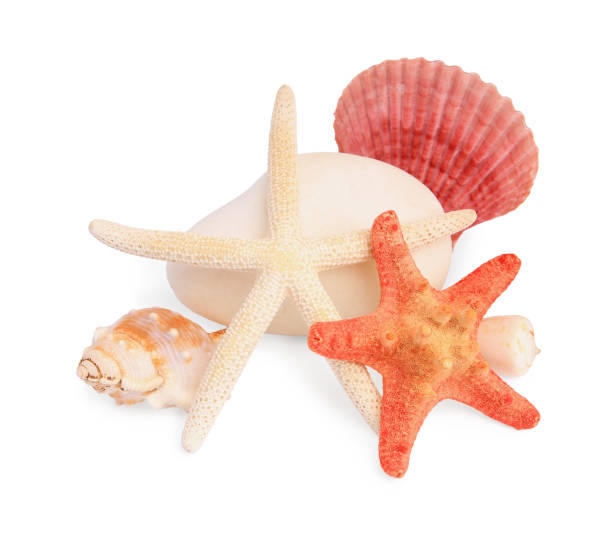 istock Beautiful sea stars, stone and seashells isolated on white 1911019931