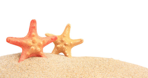istock Beautiful sea stars (starfish) in sand isolated on white 1911022573