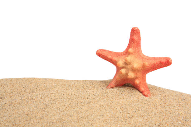 istock Beautiful sea star (starfish) in sand isolated on white 1911023093