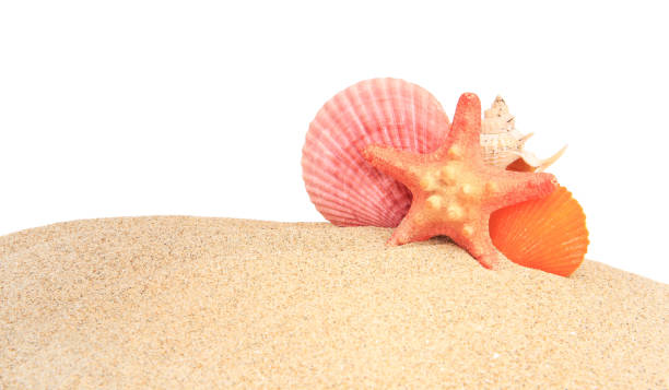 istock Beautiful sea star and seashell in sand isolated on white 1911023097