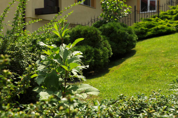 istock Different plants growing in backyard. Gardening and landscaping 1911054158