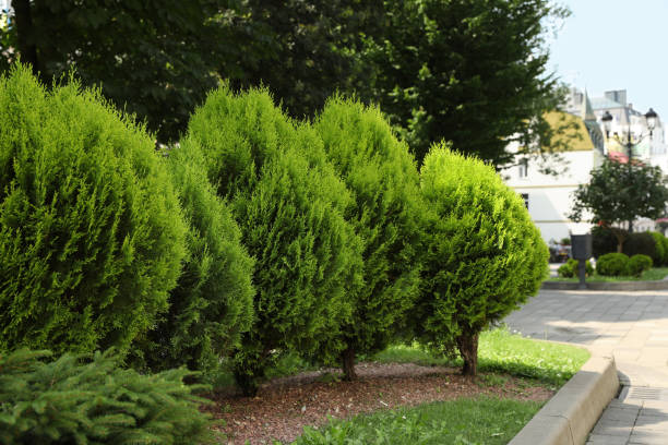 istock Beautiful thuja trees growing outdoors. Gardening and landscaping 1911057963